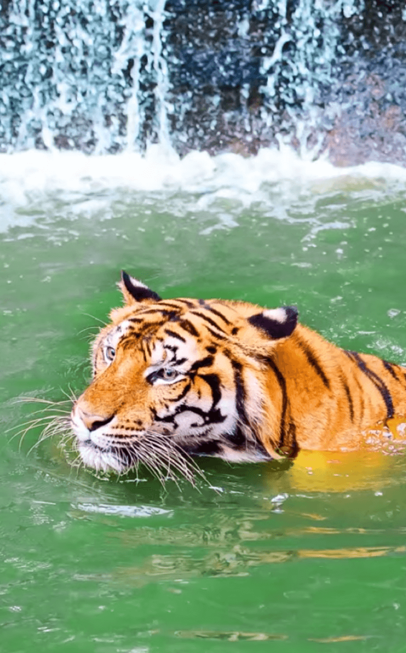 A tiger swimming in green waters at the foot of a waterfall